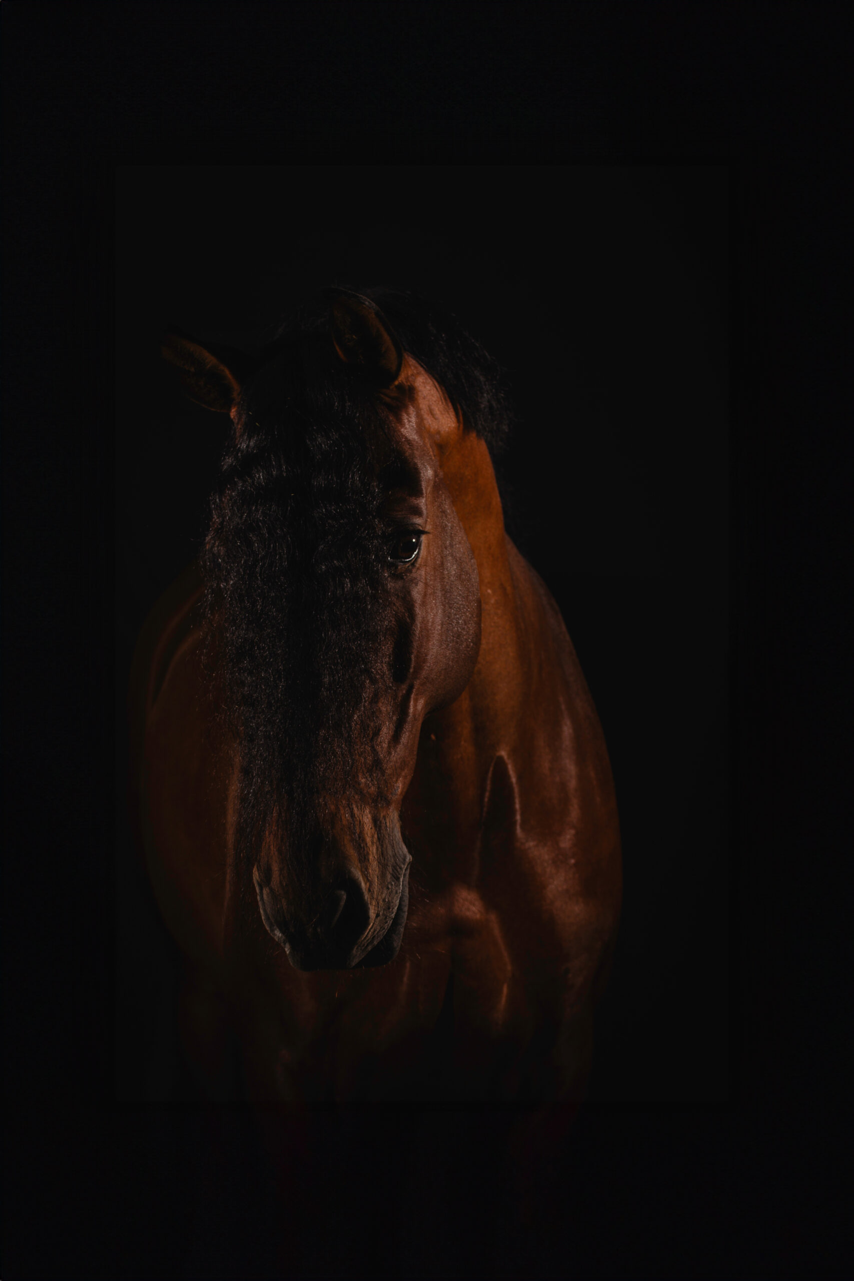 Paarden