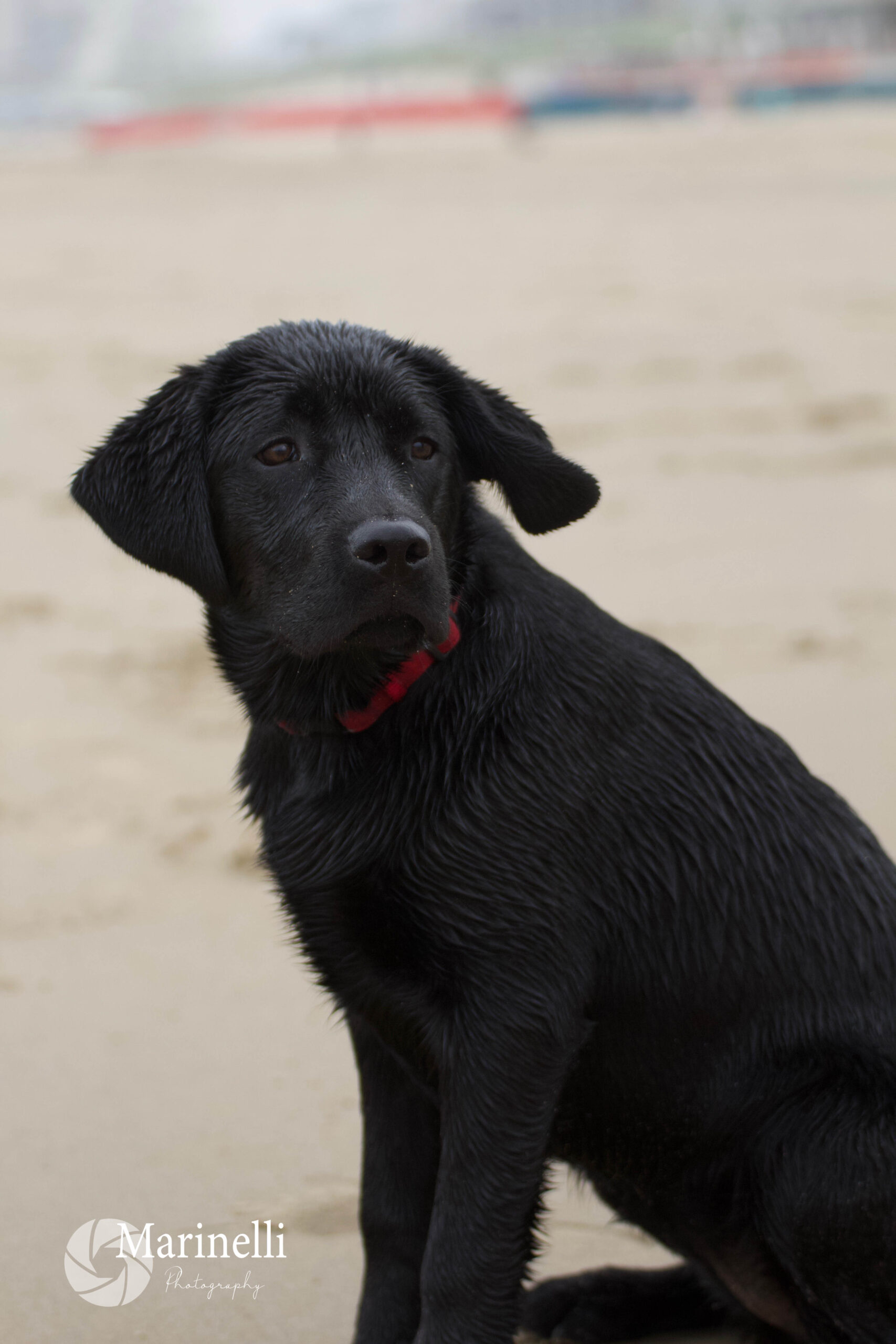 Honden
